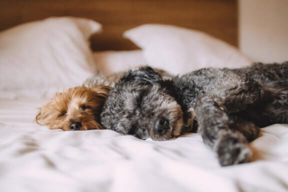 two dogs sleeping together on a bed