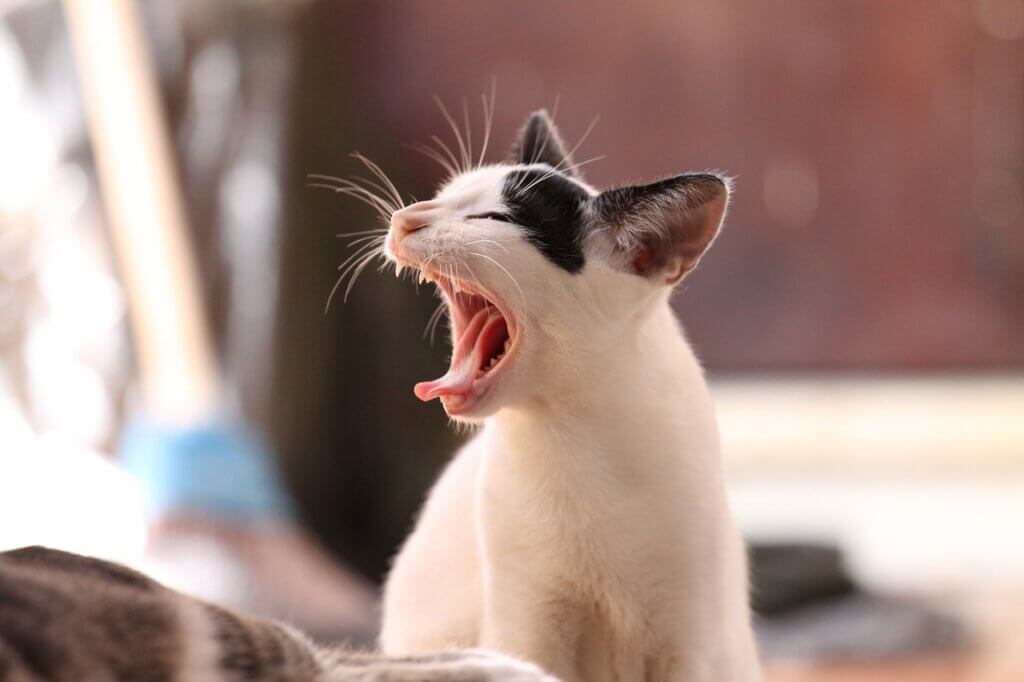 cat screaming because of loud noises